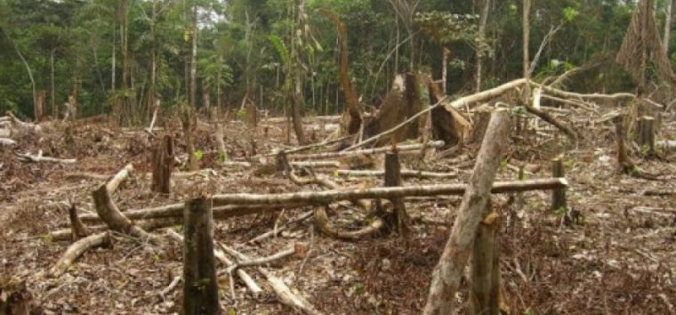  Desmatamento da Amazônia pode gerar calor extremo