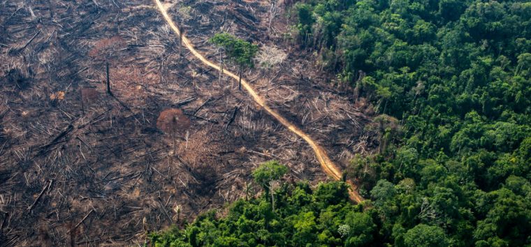  Desmatamento continua em alta na Amazônia